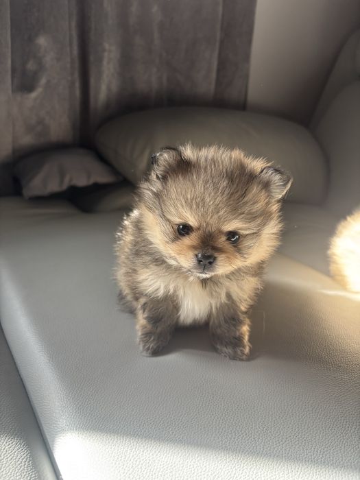 Szpic miniaturowy pomeranian suczka