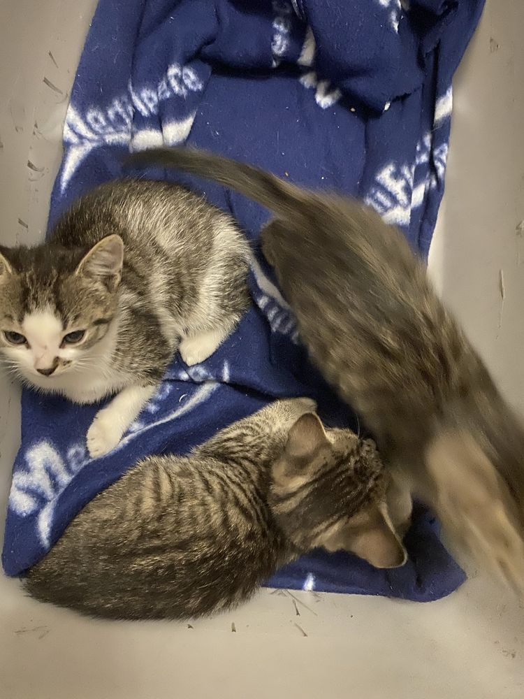 Kotki do adopcji
