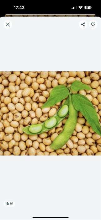 Соя. Кукурудза. Пшениця. Приймаємо