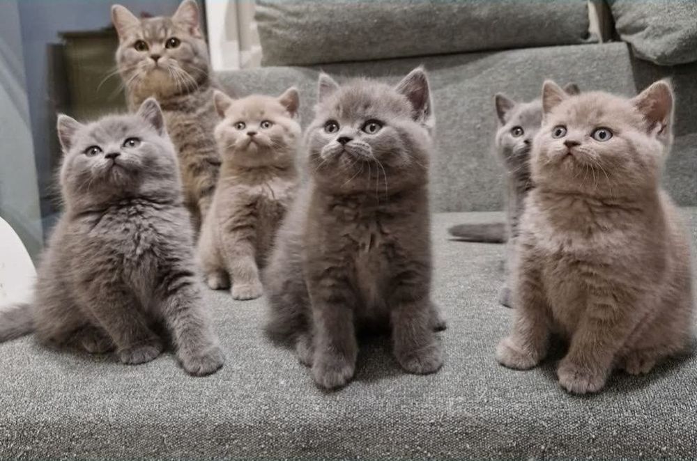 Kotka brytyjska liliowa z 5 cio pokoleniowym rodowodem