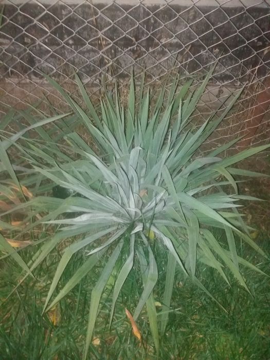 Продам юкку. Юка. Юкка садовая. Піон. Півонія. Піон деревовидний.