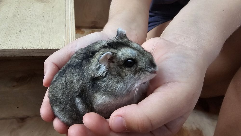 Хом'ячок джунгарик. Ручні . Є 4 дівчинки і 2 хлопчика