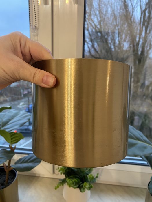 Złota dinoczka homla