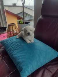 Piesek,suczka West Highland White Terrier