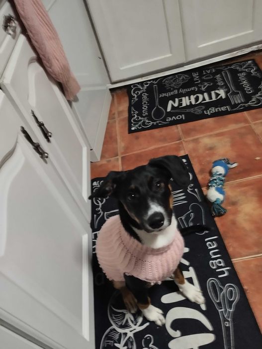 Cão com vacinas em dia e chip, 8 meses