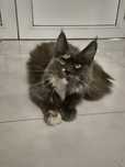 Kotka maine coon roczna