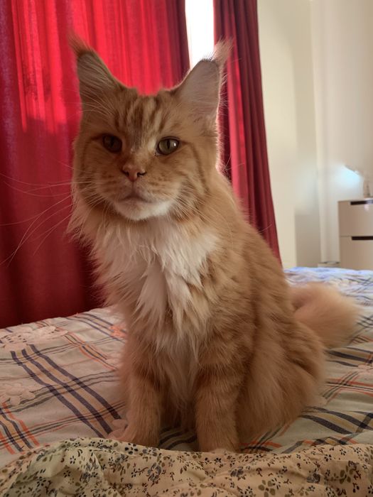 Шукаємо нашу кішку поверніть