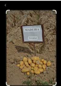 Ziemniaki Madeira drobne (śr.3-4cm)