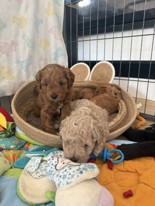 Uroczy piesek Maltipoo / Poochon/Bichpoo /cavapoo/