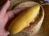 50 Sementes bio de maracujá banana (Curuba )-Sem químicos