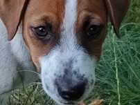 Jack Russell Terrier FCI - gładkowłosy