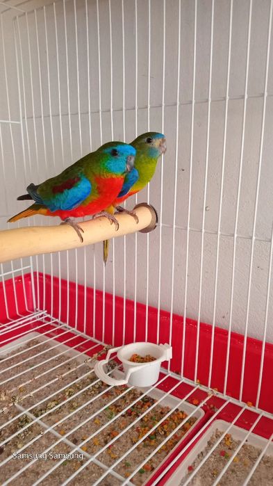 Neofemas turquiasines