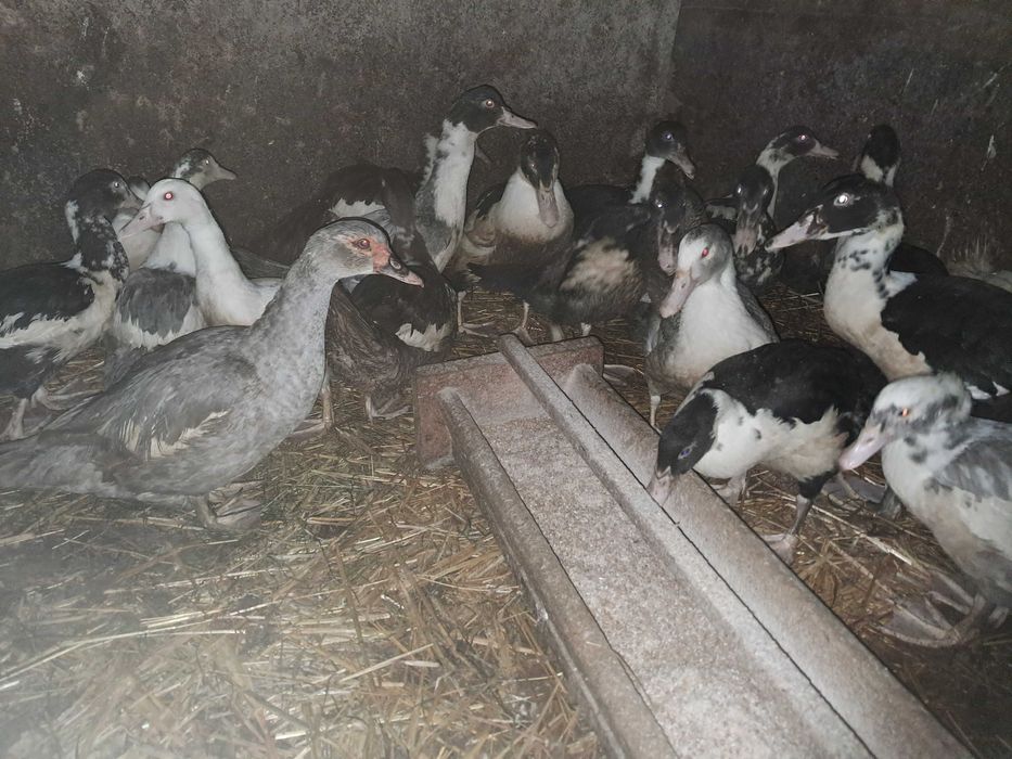 Sprzedam kaczki francuskie