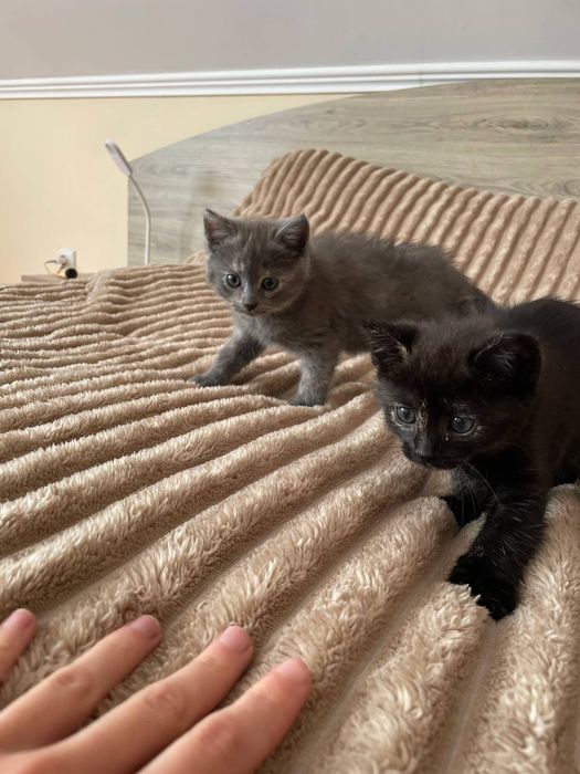 Безкоштовно котики