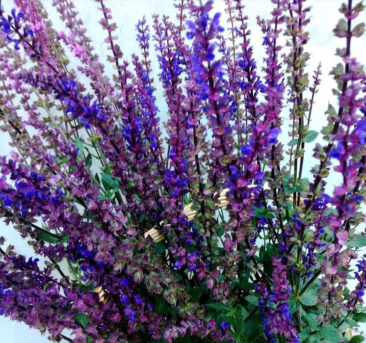 Шавлія дібровна синьо-фіолетова (шалфей)