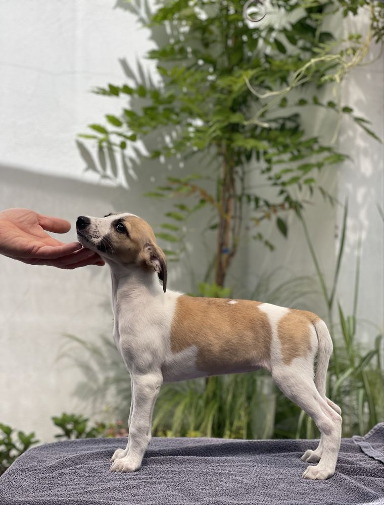 Piękna suczka Whippet ZKwP Revirado FCI do  odbioru