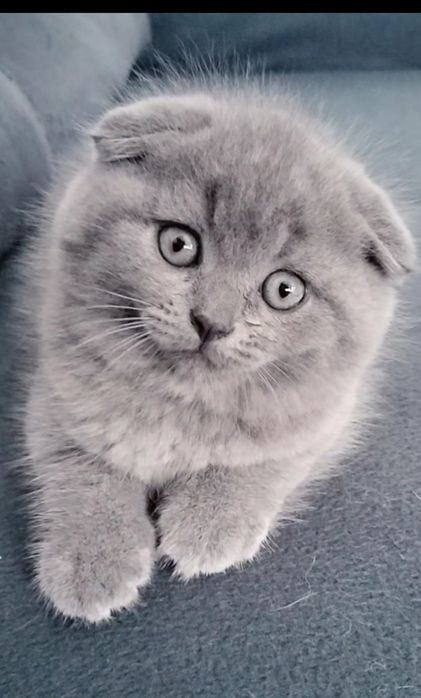 Macho Scottish fold blue