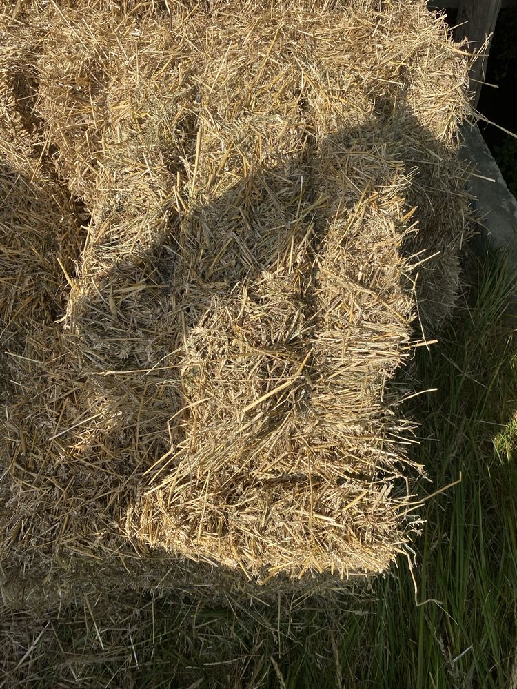 Продам солому пшеничну у тюках