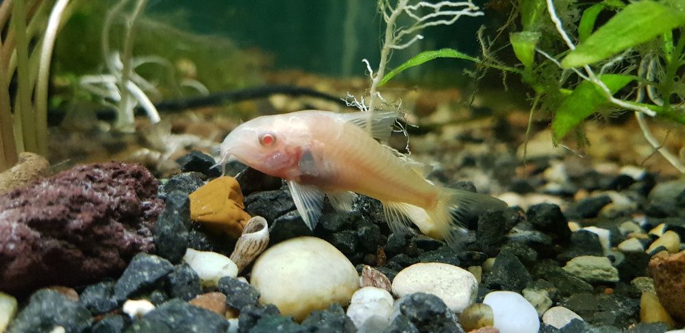 Kirysek albinos - rybka strefy przydennej