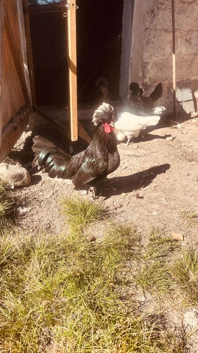 Koguty kury białoczuby holenderskie Ostatnia sztuka.