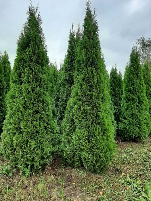 tuja tuje Szmaragd szmaragdowa 250-270 cm