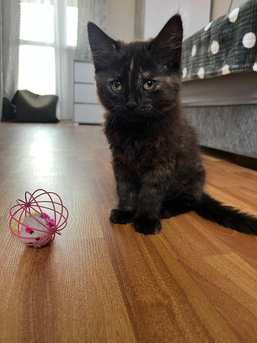 Віддамо кошеня в добрі руки