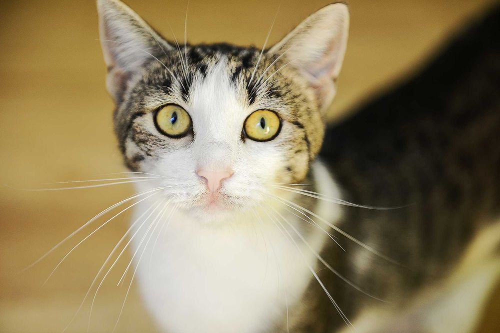 młoda kotka Arielka - preferowana adopcja w dwupaku z Jolie