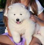 Samoyed szczenie ZKwP FCI samojed