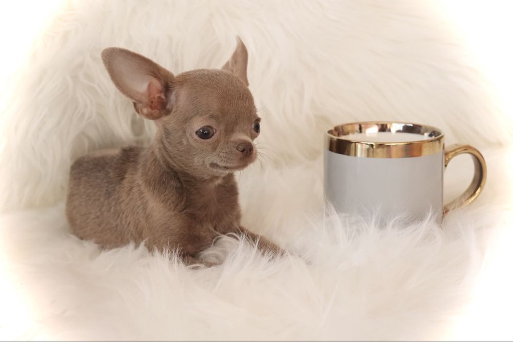 ***Mini dziewczynka** Chihuahua **xxxxs***