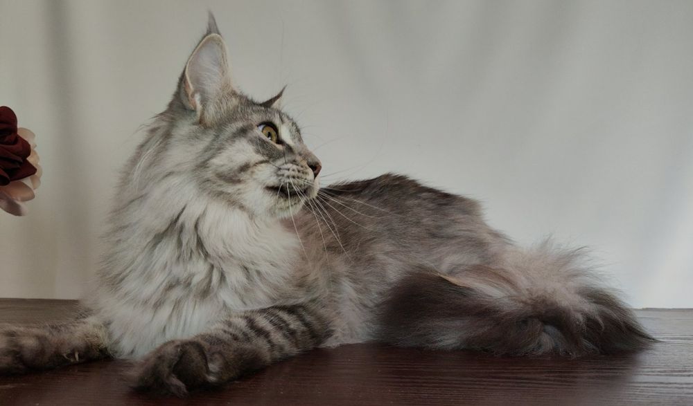 Дівчинка Мейн-кун шукає родину