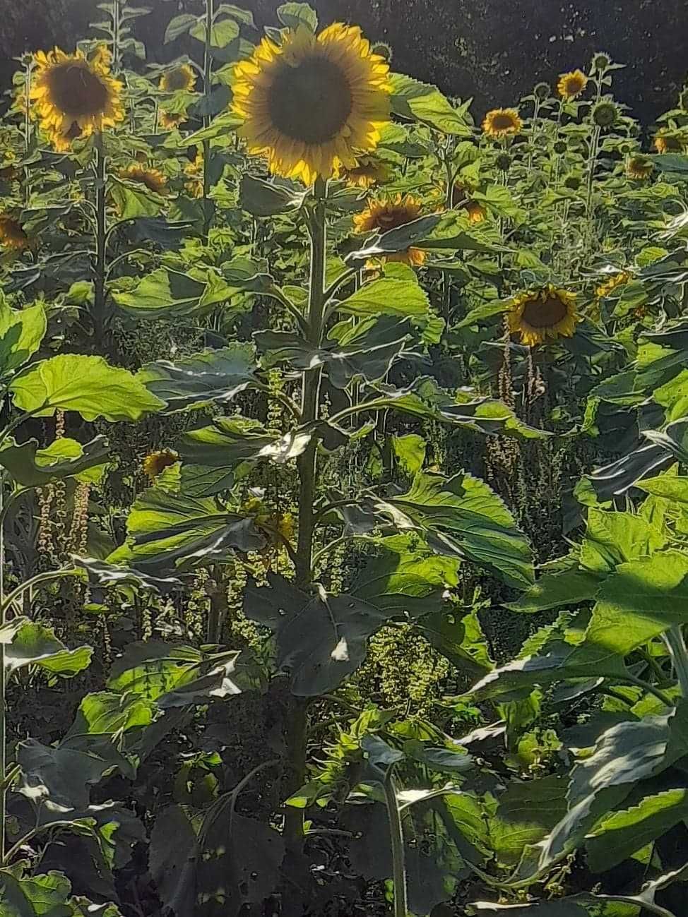 Słonecznik na kwiat cięty
