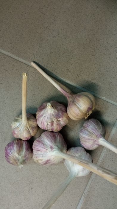Czosnek ekologiczny do sadzenia i spożycia.