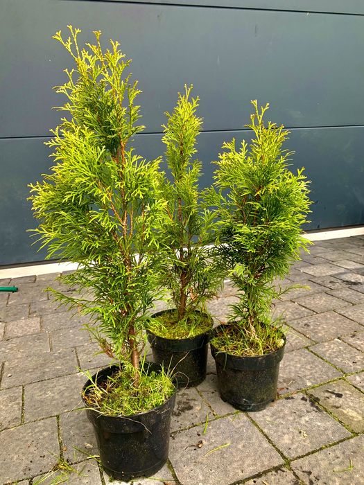 Tuja thuja szmaragd doniczki 90/100cm. 10zł szt polecam