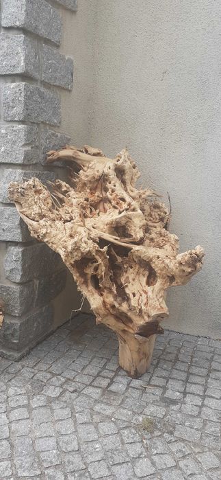 Raizes decorativas