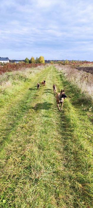 Цуценята породи Бельгійська вівчарка (Малінуа), вік 3 місяці