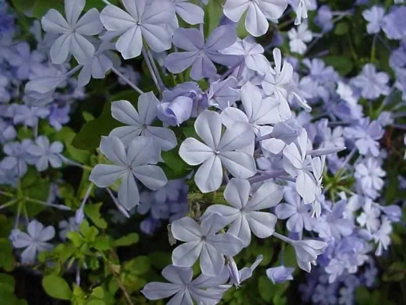 Plumbago auriculata ou jasmin azul ou Bela Emilia      RESERVADAS