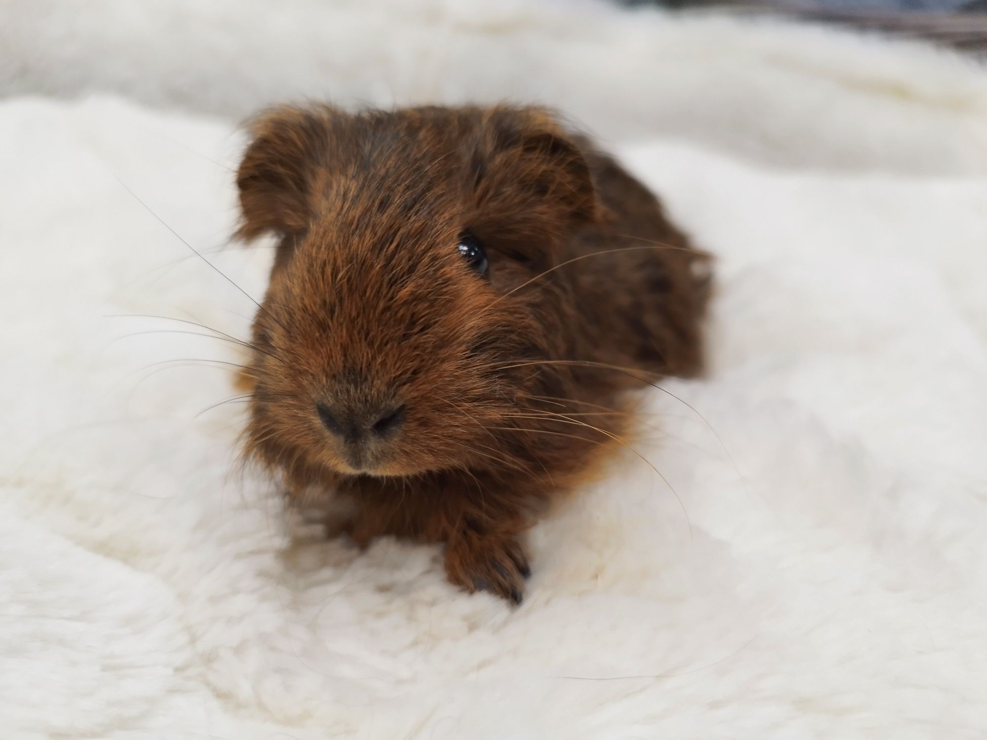 Świnka Morska Długowłosa Agouti Brown (samica) MASSON