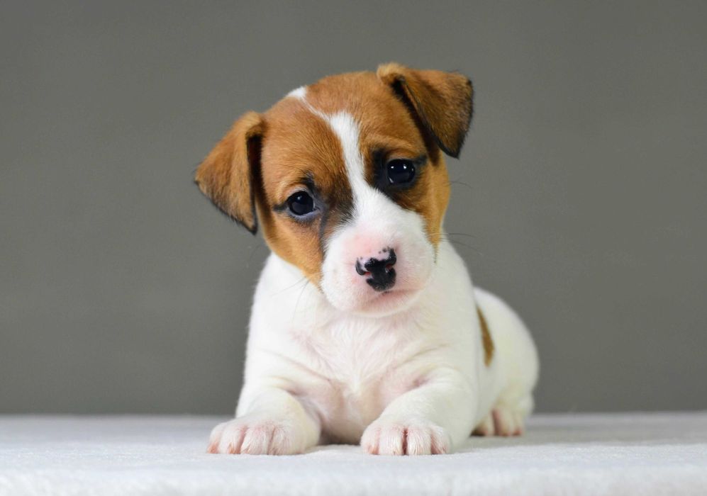 Gładkowłosa AKIRA– rasowy Jack Russell Terrier, metryka ZKwP/FCI