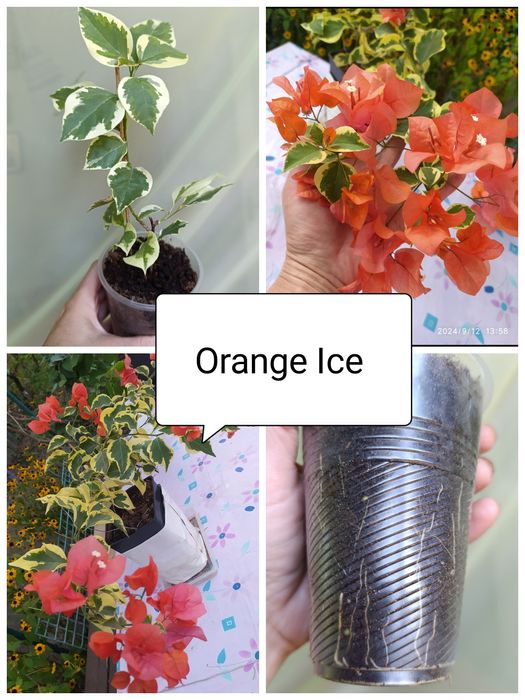 Бугенвілія  акційна ціна. Махрові, стандартні. Квітучі