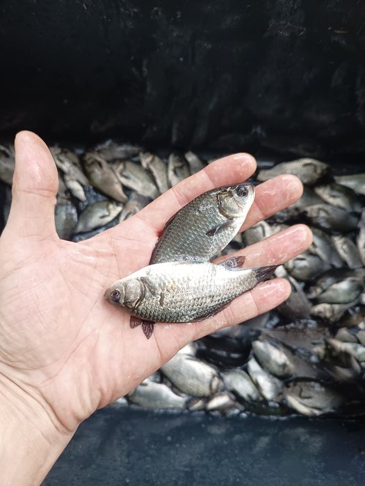 KARAŚ narybek srebrny japoniec zarybieniowy