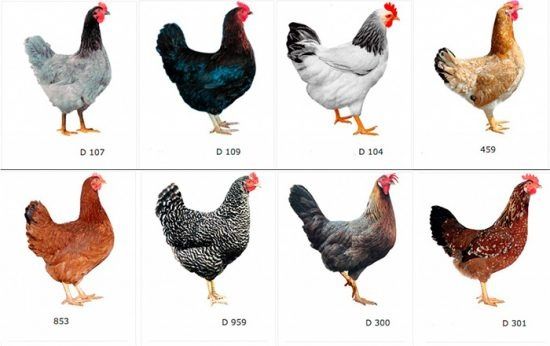 Інкубаційне яйце