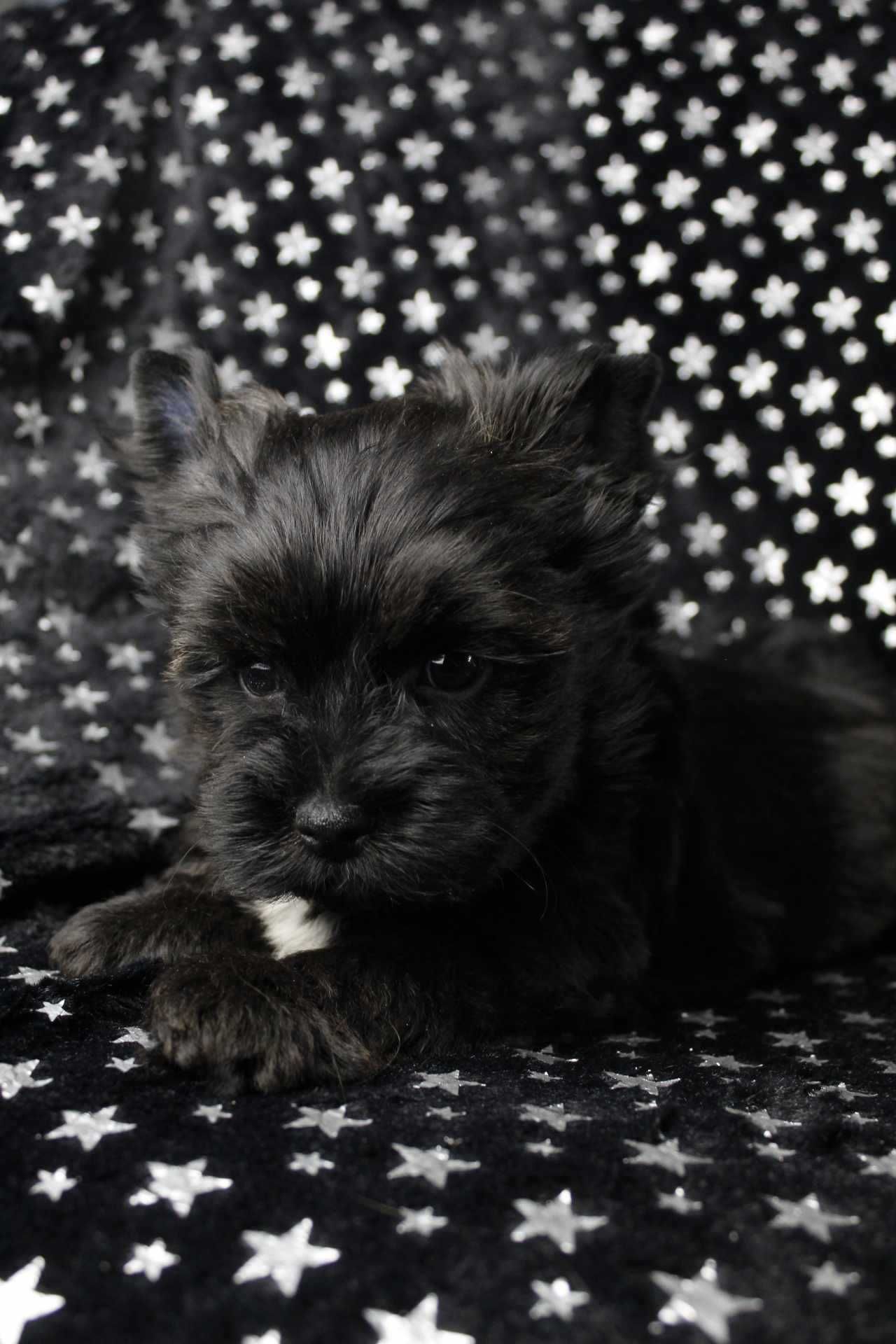 Samiec yorkshire terrier black