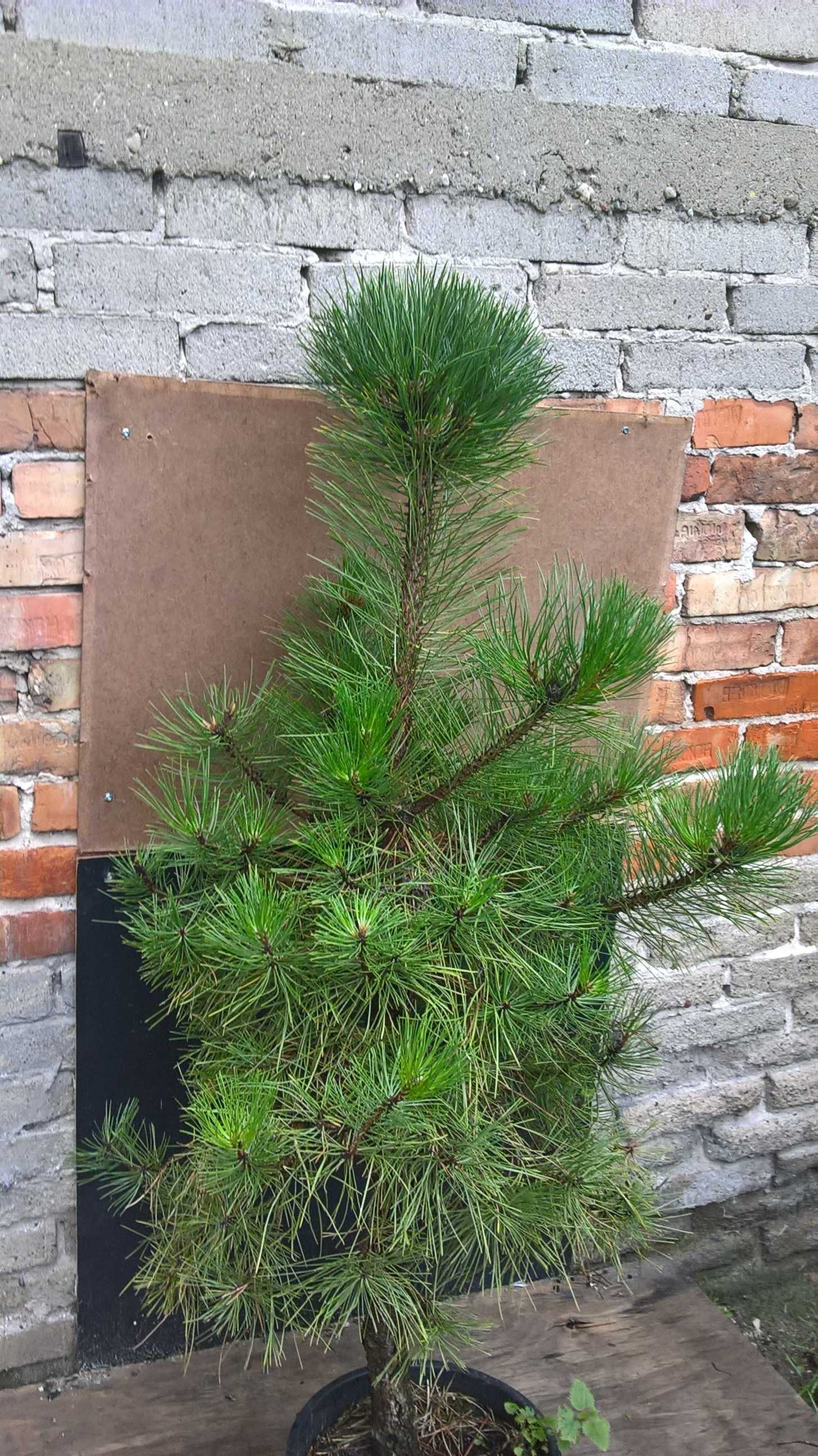 Ogrodowe Bonsai Niwaki Sosny Najładniejsze w okolicy