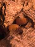 Cubaris murina mandarin prosionki kulanki isopod ekipa sprzątająca