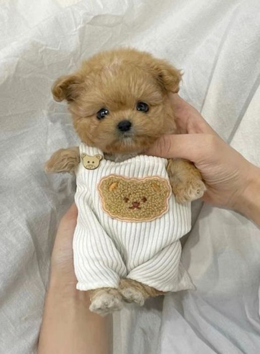 Мальтипу premium mini