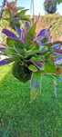 Kokedama com flor