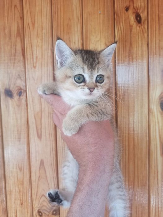 Продажа шотланських кошенят.