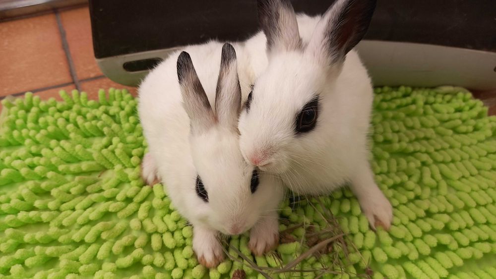 2 dziewczynki szukaja domu