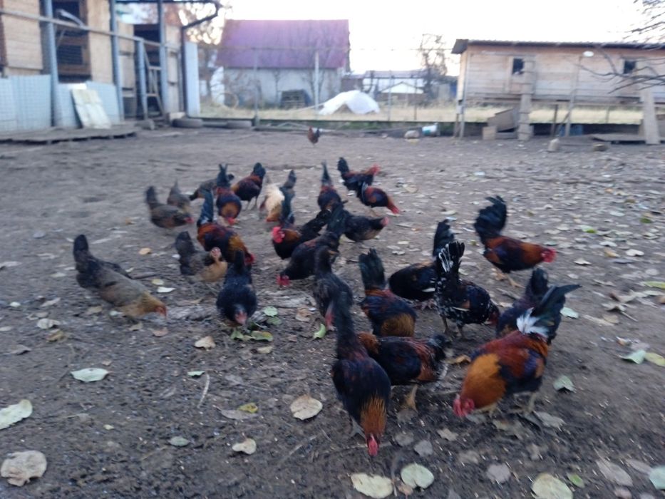 Продам півників породи бентамки.