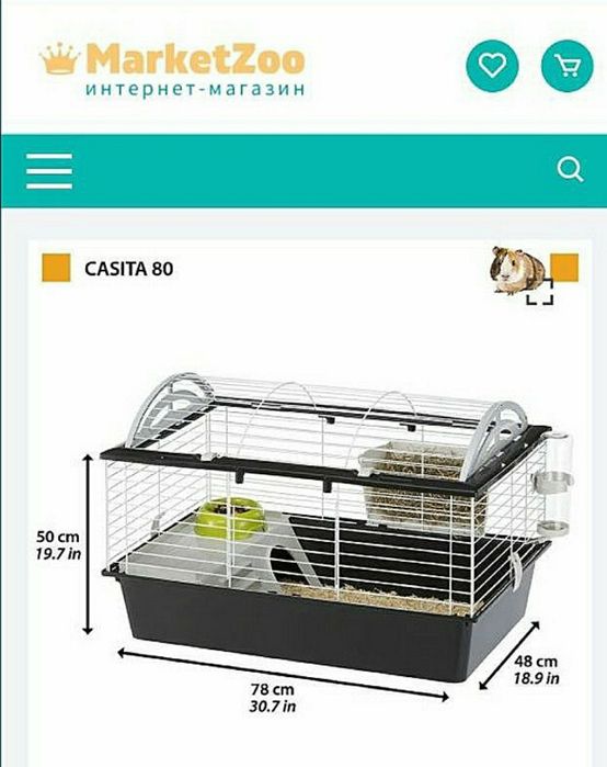 Морские свинки,морская свинка,морська свинка,морські свинки